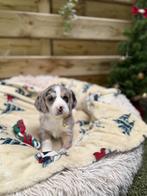 Mooie beagi pups (beagle x corgi), Taille moyenne, Plusieurs, Parvovirose, Belgique