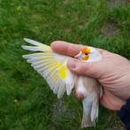 Chardonneret major isabelle pastel femelle, Dieren en Toebehoren, Vogels | Overige Vogels, Vrouwelijk, Geringd