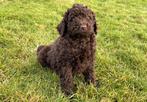 Chiots Labradoodle à vendre, Chien (mâle), Autres races, Belgique, Un chien