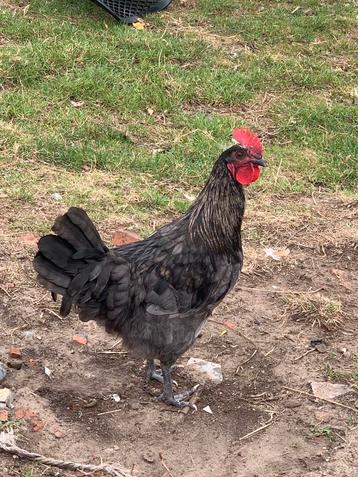 Silverudds haan beschikbaar voor biedingen