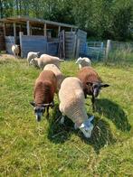 STAMBOEK SWIFTER RAMLAMMEREN, Mannelijk, Schaap, 0 tot 2 jaar