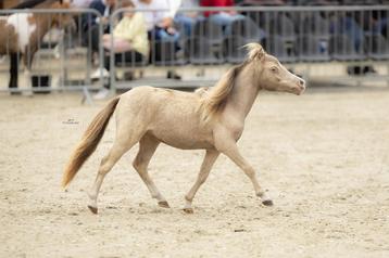 uniek champagne minipaardje, Étalon, Poney A (jusqu'à 1.17 m), Vermifugé, 0 à 2 ans
