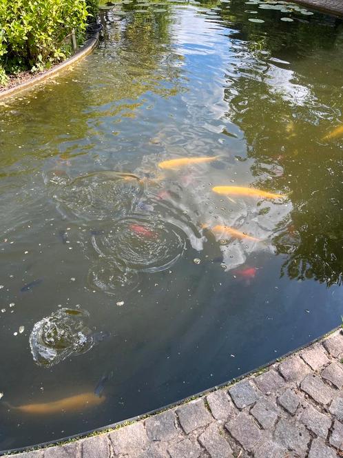 Zwarte goudvissen, Dieren en Toebehoren, Vissen | Vijvervissen, Goudvis(sen)