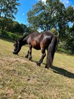 Allerliefste shetlanders opzoek naar een gouden thuis, Dieren en Toebehoren, Paarden, Ruin, Minder dan 160 cm, Gechipt, 3 tot 6 jaar