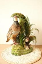 Taxidermie set patrijzen diorama, Ophalen of Verzenden, Gebruikt, Opgezet dier