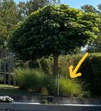 Gratis siergrassen, Tuin en Terras, Ophalen