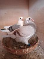 Jonge duifjes 2026, Dieren en Toebehoren, Vogels | Duiven, Meerdere dieren, Postduif