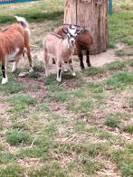 Dwerggeitjes, Dieren en Toebehoren, Schapen, Geiten en Varkens