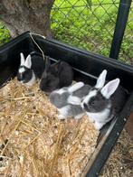 Nestje konijnen Vlaamse Reuzen, Dieren en Toebehoren, Konijnen, Meerdere dieren, Groot, 0 tot 2 jaar
