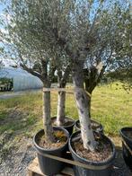 Lot van 4 olijfbomen (LOT 6), Tuin en Terras, Lente, 100 tot 250 cm, Olijfboom, Ophalen