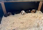 Mannelijke cavia’s te koop!, Dieren en Toebehoren, Knaagdieren, Mannelijk, Cavia, Tam