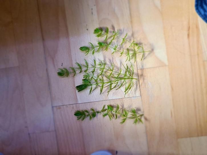 Aquariumplant "Grof hoornblad" (Ceratophyllum demersum). , Dieren en Toebehoren, Vissen | Aquaria en Toebehoren, Nieuw, Plant(en), Steen of Hout