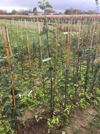 Fruitbomen, Jardin & Terrasse, Plantes | Arbres fruitiers, Pommier, 100 à 250 cm, Plein soleil, Enlèvement ou Envoi