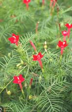 Plume rouge d'Ipomoea quamoclit, Jardin & Terrasse, Annuelle, Plein soleil, Plantes grimpantes, Enlèvement ou Envoi
