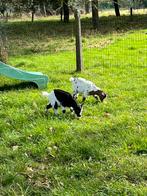 Dwerggeitenbokjes te koop, Dieren en Toebehoren, Schapen, Geiten en Varkens, Mannelijk, Geit, 0 tot 2 jaar