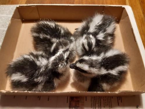 cereopsis gans broedeieren, Dieren en Toebehoren, Pluimvee, Gans of Zwaan, Geslacht onbekend