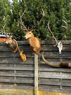 Curiosa taxidermie opgezette jacht trofeeën, Antiek en Kunst, Ophalen of Verzenden