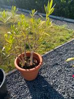 Mooie oleander zonder pot, Ophalen of Verzenden