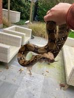 Boa slang ( prijs = bieden ), Dieren en Toebehoren, Slang, Tam, 3 tot 6 jaar