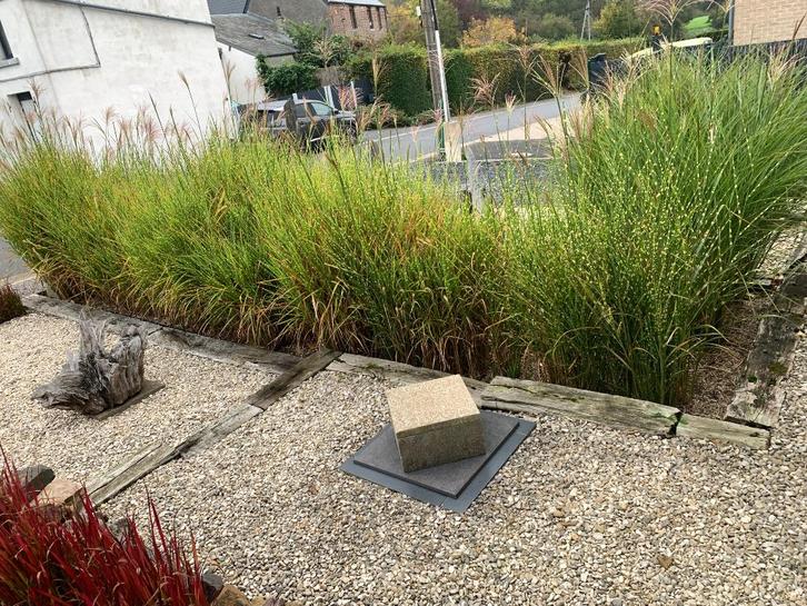 Miscanthus Zébrinus, Tuin en Terras, Planten | Tuinplanten, Vaste plant, Siergrassen, Volle zon, Herfst, Ophalen