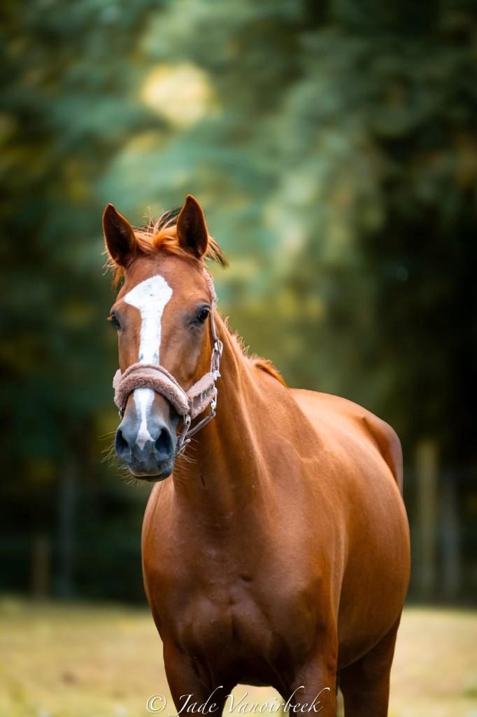 paard, Dieren en Toebehoren, Paarden, Merrie, Zadelmak, 160 tot 165 cm, 3 tot 6 jaar, Recreatiepaard, Gechipt, Ontwormd, Ingeënt
