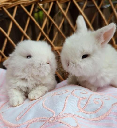 2 minilop witte voedsters blauwe ogen konijnen, Dieren en Toebehoren, Konijnen, Klein, Vrouwelijk, 0 tot 2 jaar, Hangoor