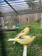 Kanaries mannen 2025, Dieren en Toebehoren, Vogels | Kanaries, Mannelijk, Zangkanarie