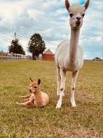 Alpaca Drachtige merrie + hengstenveulen, Juli, Meerdere dieren