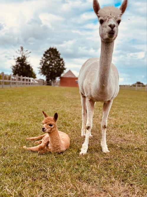 Alpaca Drachtige merrie + hengstenveulen, Dieren en Toebehoren, Overige Dieren, Meerdere dieren, Juli