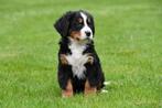 Berner Sennen pups te koop - Ouders aanwezig, Dieren en Toebehoren, CDV (hondenziekte), Meerdere, 8 tot 15 weken, Sennenhond