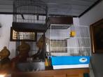 Vogelkooi met een koppel grasparkieten  in pop gele man bl, Dieren en Toebehoren, Vogels | Hokken en Kooien, Ophalen, Vogelkooi