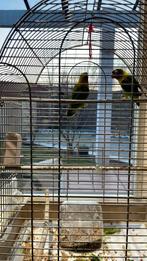 2 inseparables -papegaai-parkeet +kooi-vogelkooi nieuw, Geslacht onbekend