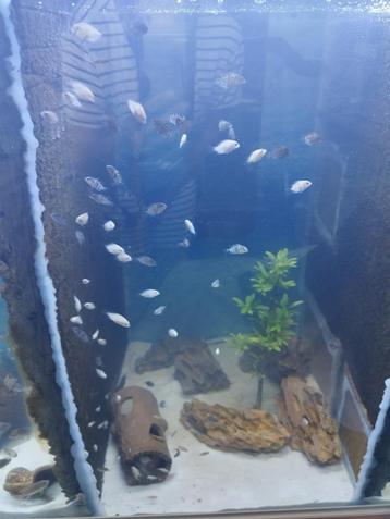 Zebra cichliden, Poisson, Poisson d'eau douce