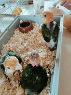 Handtamme roestkop caique, Dieren en Toebehoren
