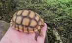 bébé tortue sulcata, Dieren en Toebehoren, Reptielen en Amfibieën, Schildpad