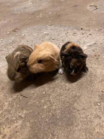 3 langharige cavia broertjes beschikbaar voor biedingen