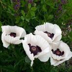 Papaver, Ophalen, Zomer, Vaste plant, Halfschaduw