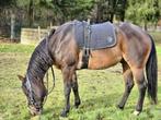 7 jarige ruin American paint horse.  153cm, Dieren en Toebehoren, Paarden, Minder dan 160 cm, Gechipt, Ruin, Zadelmak