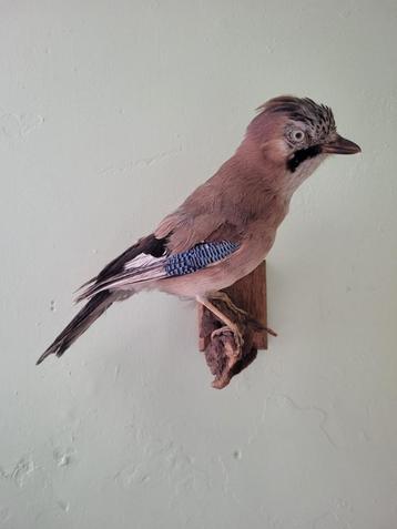 Taxidermie vlaamse gaai beschikbaar voor biedingen