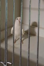 Roseicollis, Dieren en Toebehoren