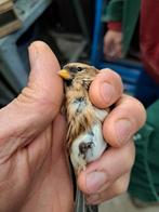 Barmsijs man geringd