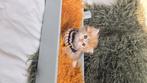 British shorhair, Dieren en Toebehoren, Katten en Kittens | Raskatten | Korthaar, Kater, Gechipt, 0 tot 2 jaar