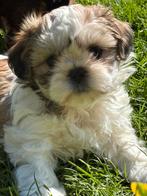 Lhasa apso puppy’s, Dieren en Toebehoren, België, Overige rassen, CDV (hondenziekte), 8 tot 15 weken
