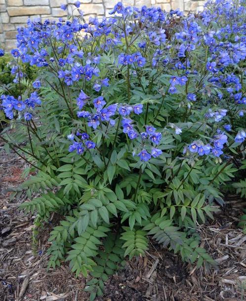 Polemonium caeruleum, Tuin en Terras, Planten | Tuinplanten, Ophalen