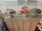 2 Gerbils met kooi, Dieren en Toebehoren, Kooi, Hamster, Zo goed als nieuw, 75 tot 110 cm