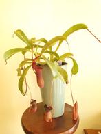 Nepenthes, Ophalen