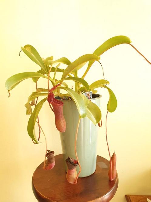Nepenthes, Huis en Inrichting, Kamerplanten, Ophalen