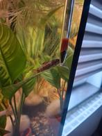 2x garra rufa panda, Dieren en Toebehoren, Vissen | Aquariumvissen, Vis, Zoetwatervis