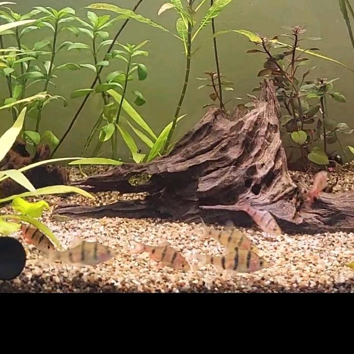 Gratis visjes, garnalen en slakjes, Dieren en Toebehoren, Vissen | Aquaria en Toebehoren, Ophalen