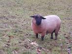 Suffolk ram  te koop, Dieren en Toebehoren